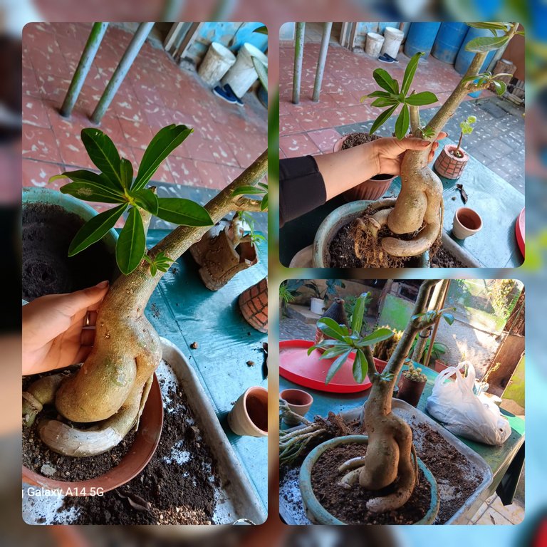 InCollage_20250419_211833322.jpg
