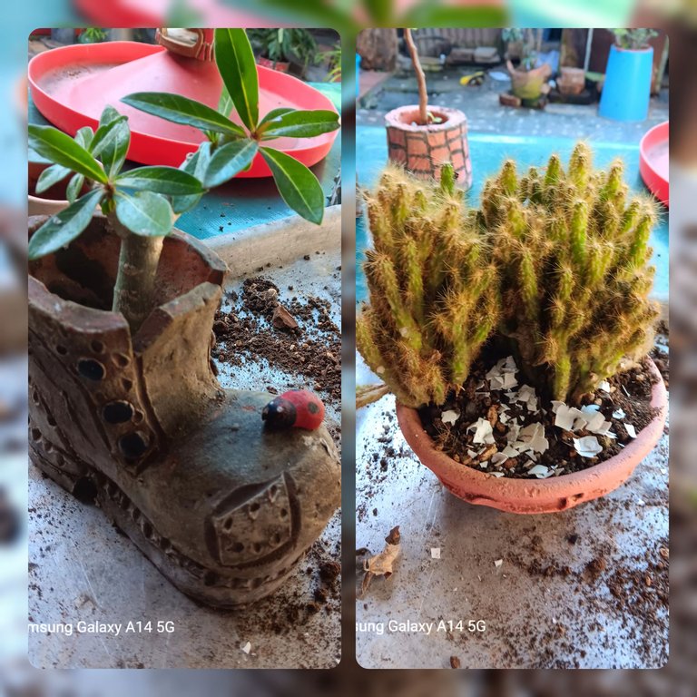 InCollage_20250419_211927514.jpg