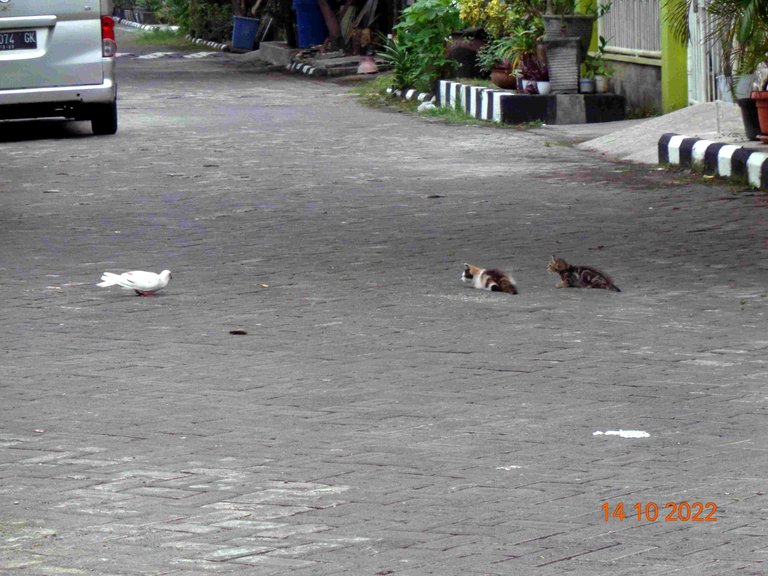 Kucing merpati1.jpg