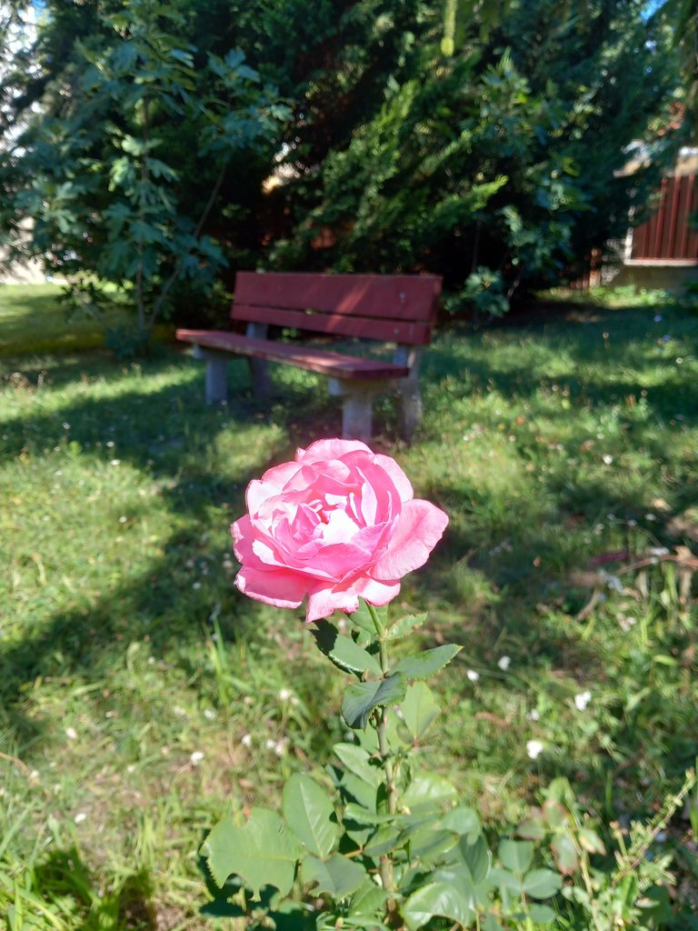 The Rose Message: Embracing Individuality.