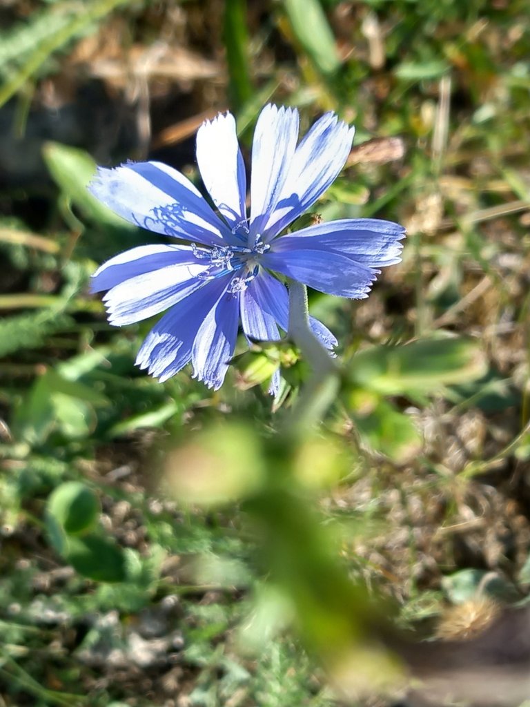Hello, Chicory Flower.