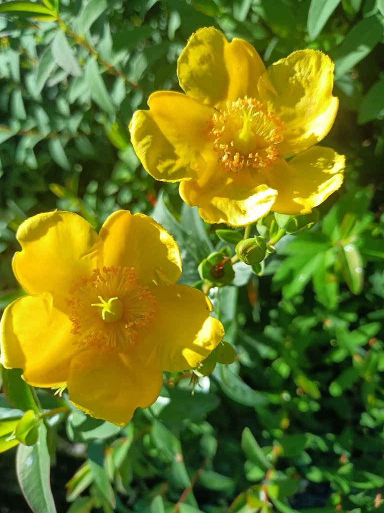 The Bloom Of St. John's Wort. 