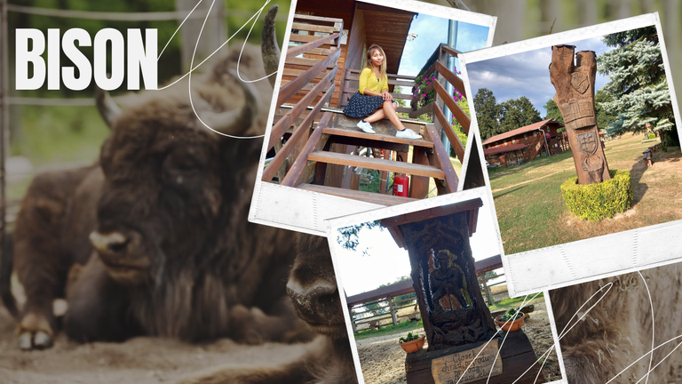 Our Forest Adventure to Zubria Železnica:  Hiking Trip To The Silent Sanctuary of the Majestic European Bison