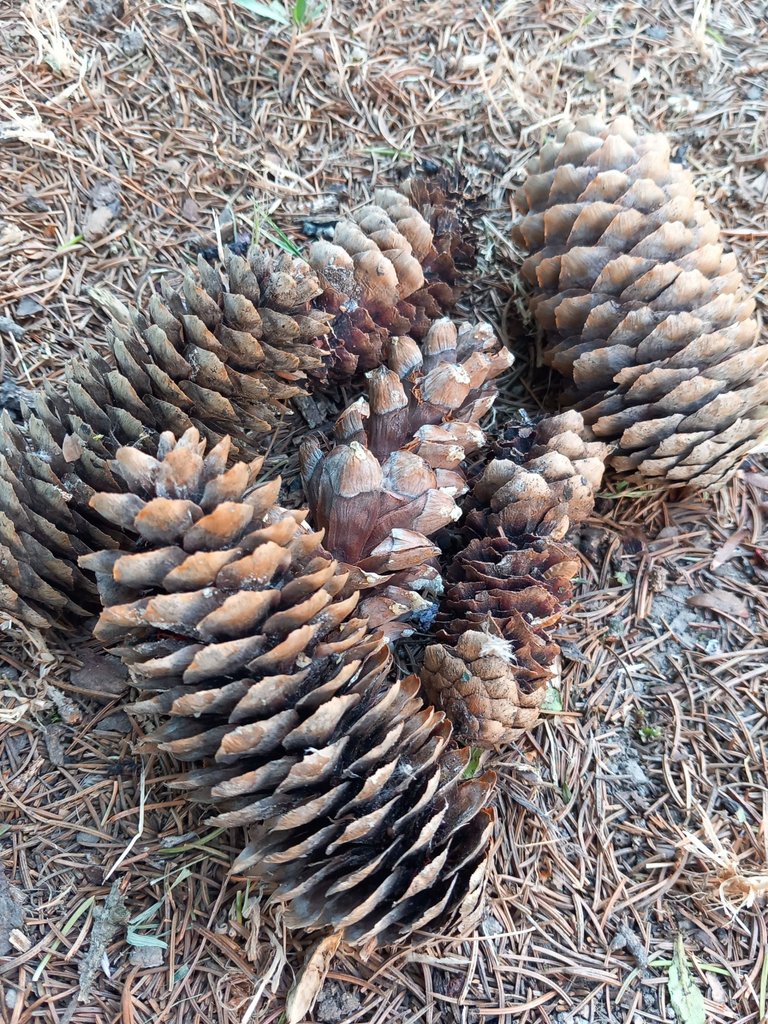 Our Tallest Pine Tree And The Pine Cone: Answered Entry For This Week’s Challenge-Brown Color.