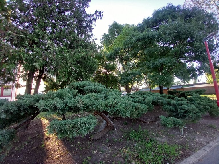 The Beauty of Bend Trees.