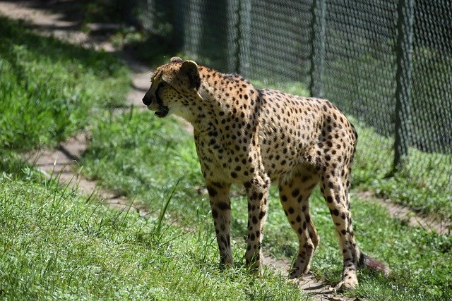 cheetah-ge25239cd3_640.jpg