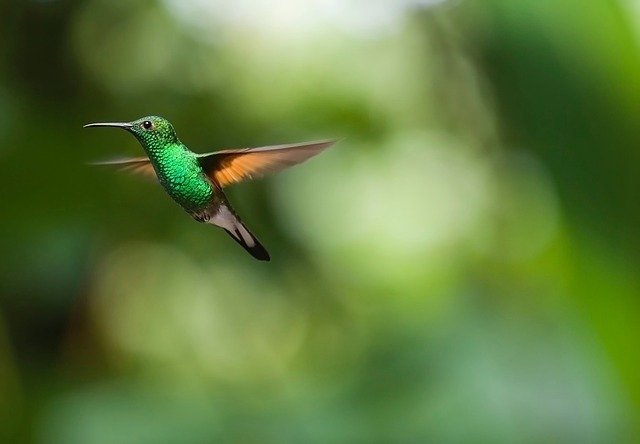 hummingbird-2139278_640.jpg