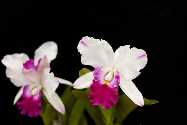 cattleya-g3f20518df_640.jpg