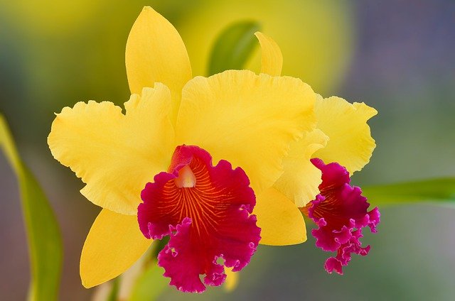 cattleya-ge6687ab8c_640.jpg