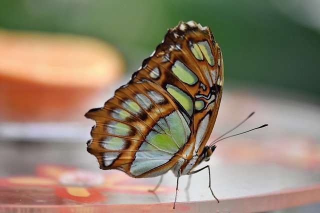 butterfly-4716054_640.jpg