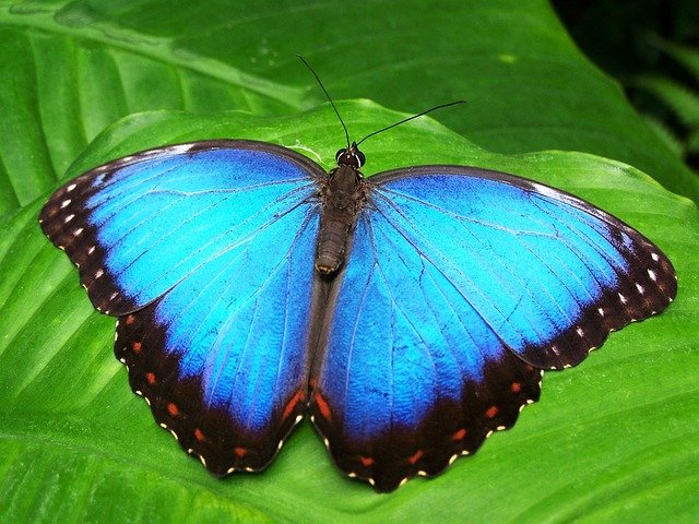butterfly-g3349e5d83_640.jpg