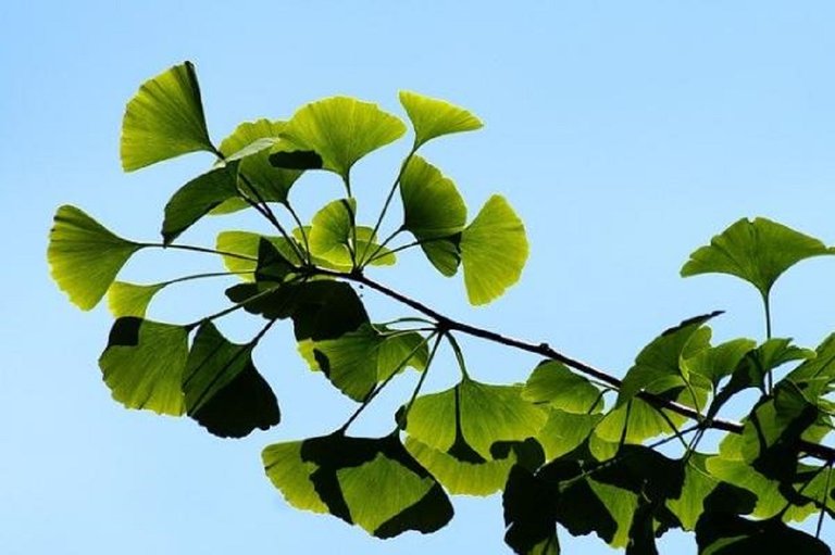 como_es_el_ginkgo_biloba_3004_0_600.jpg