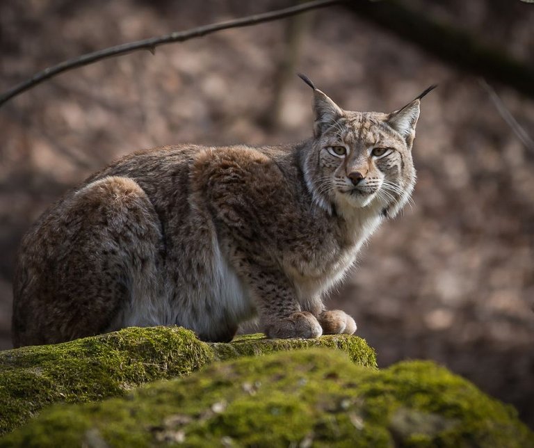 Note: I did not see an actual lynx, just tracks in the snow. (Lynx photo licensed via Canva)