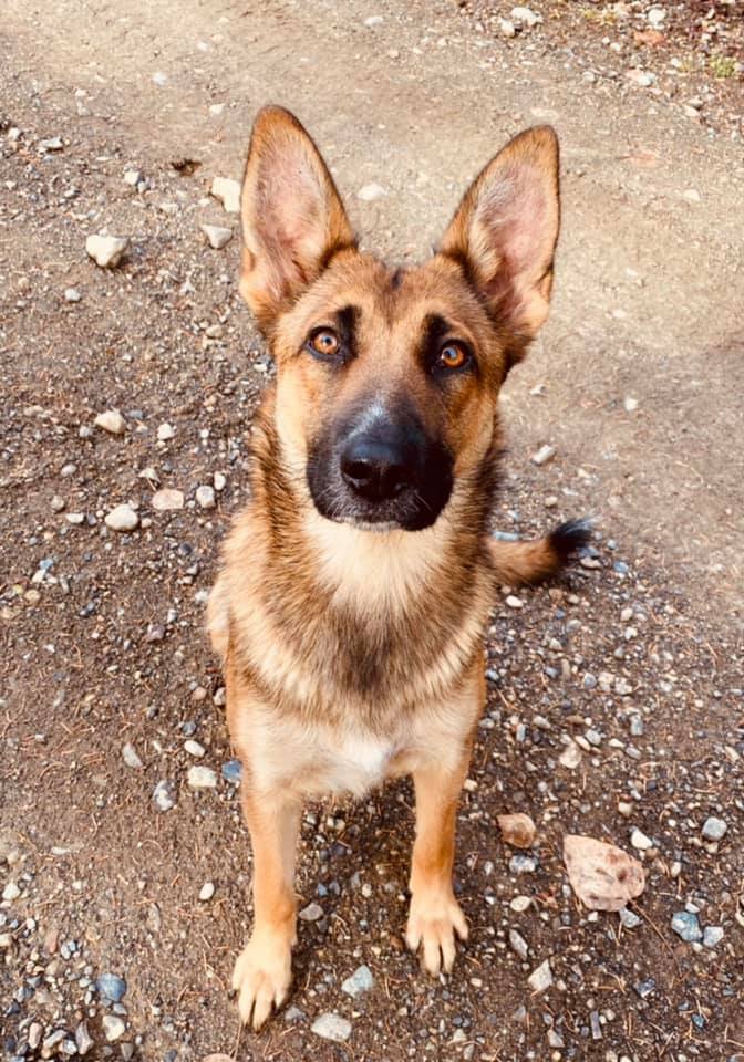 Maggie - Mom: German Shepherd / Belgian Malinois