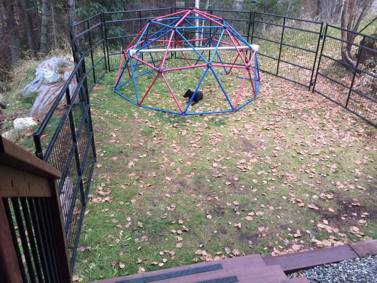 bigger yard, after the snow melted