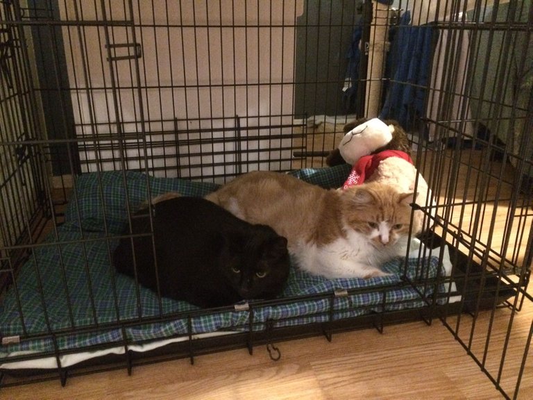 Sophie and Toby in the crate
