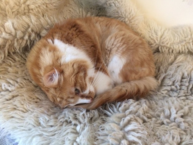 Toby curled up