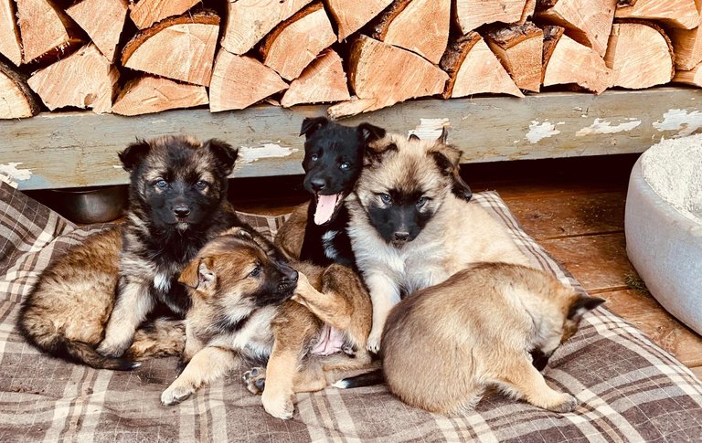 Shelta with litter at 6 weeks