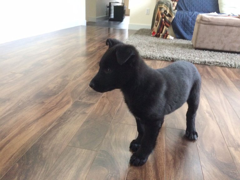 first day home