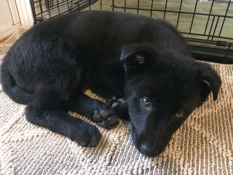 Shelta the angel puppy