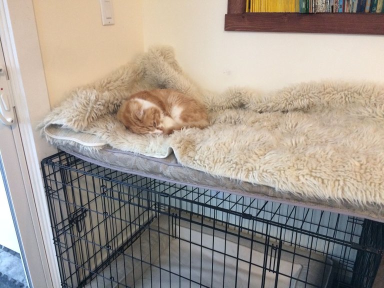 Toby cat nap time