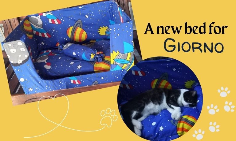 MWM||  A new bed for GIORNO 🐱