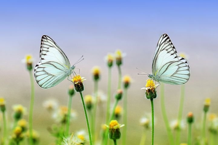 butterflies-1127666__480.jpg