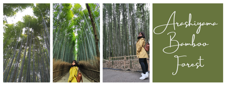 arashiyama bamboo forest 1.png