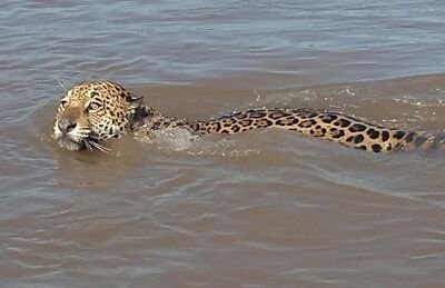 Após ser flagrada nadando, onça-pintada sumiu na mata, em Coxim/MS - Foto: Rogério Ribeiro - Source: https://m.diariox.com.br/cidades/coxim-ms/pescadores-se-emocionam-ao-encontrar-onca-pintada-nadando-no-rio/21059/