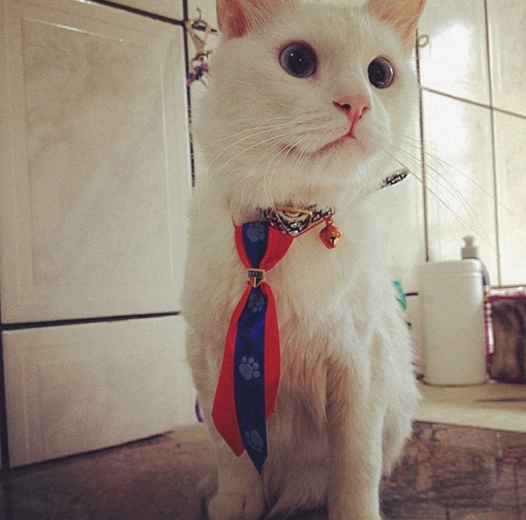 Snow: I'm so Fancy