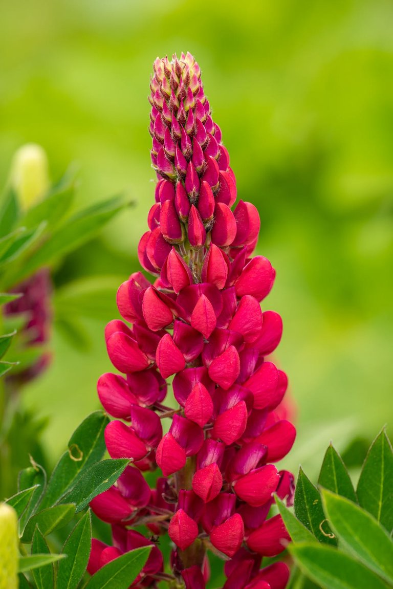 free-photo-of-flower-with-red-petals.jpeg