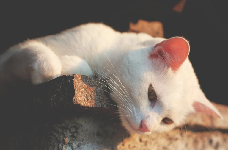 White Cat pic from pexels, link below.
