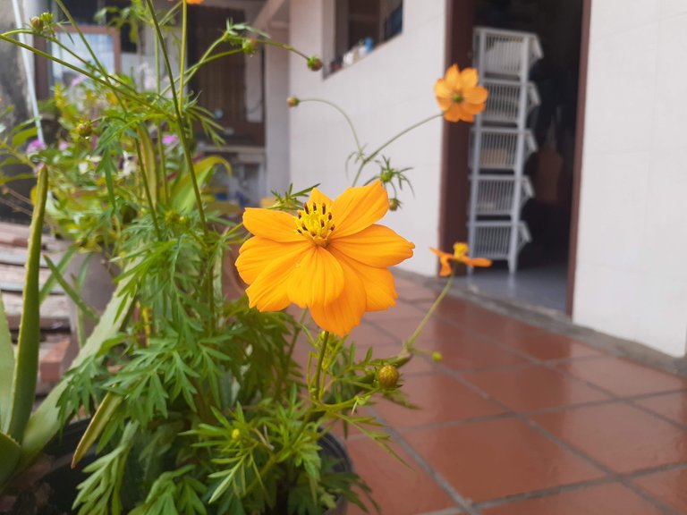 flor_amarilla_jardin1.jpg