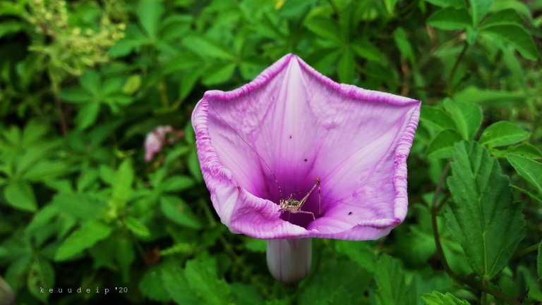 IMG20201110131134.jpg