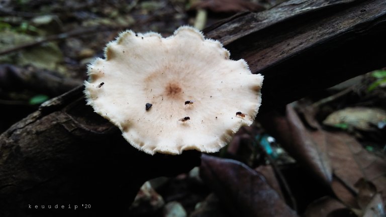 IMG20201110154651.jpg
