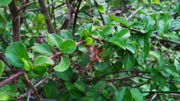 IMG20200916181057.jpg