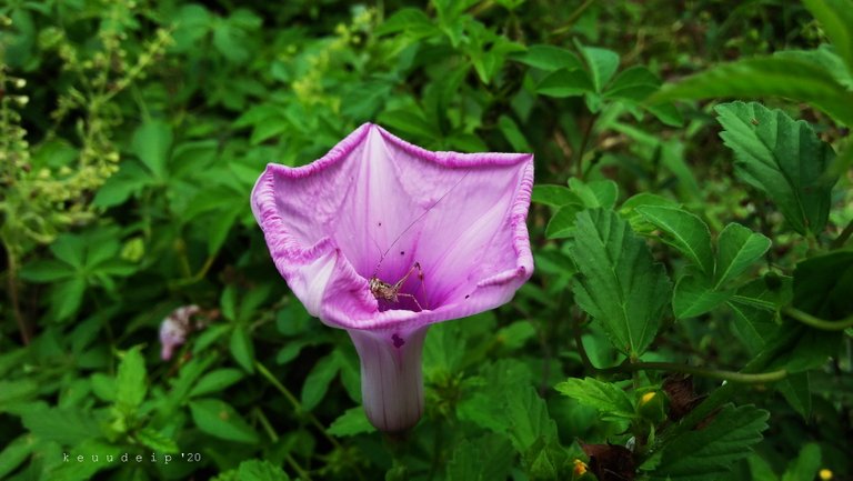 IMG20201110131227.jpg