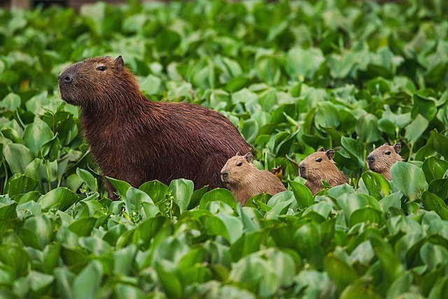 Capivara(Hydrochoerus_hydrochaeris).jpg