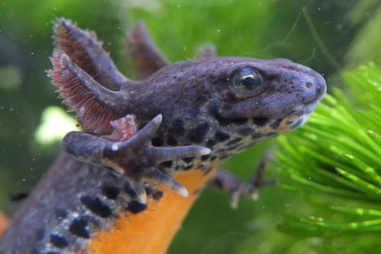 01-peter-pan-salamander-2012_0516alpine0033.jpg