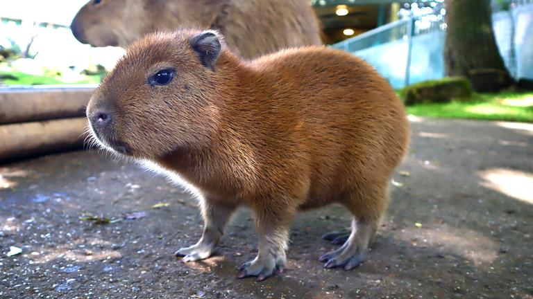 Bebe-capybara.png