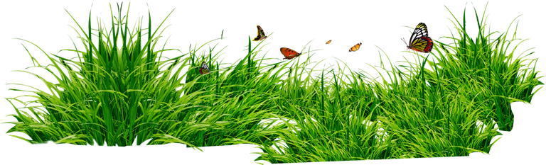 purepng.com-grassgrasstype-of-plantgrasslandgrass-lawn-1411527052647wjha8.png