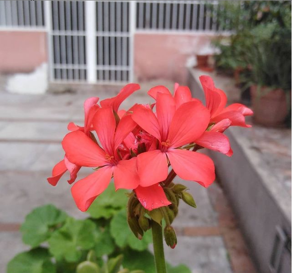 Flor del Estacionamiento