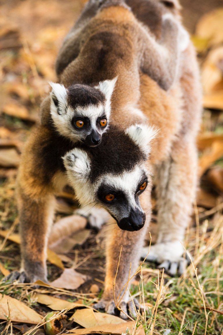 Madagascar_071.jpg