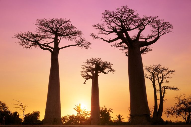 Baobab Sunset.jpg