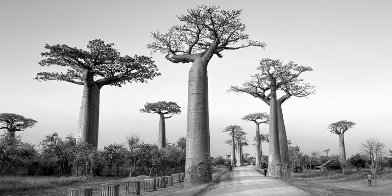 avenue of baobabs.jpg