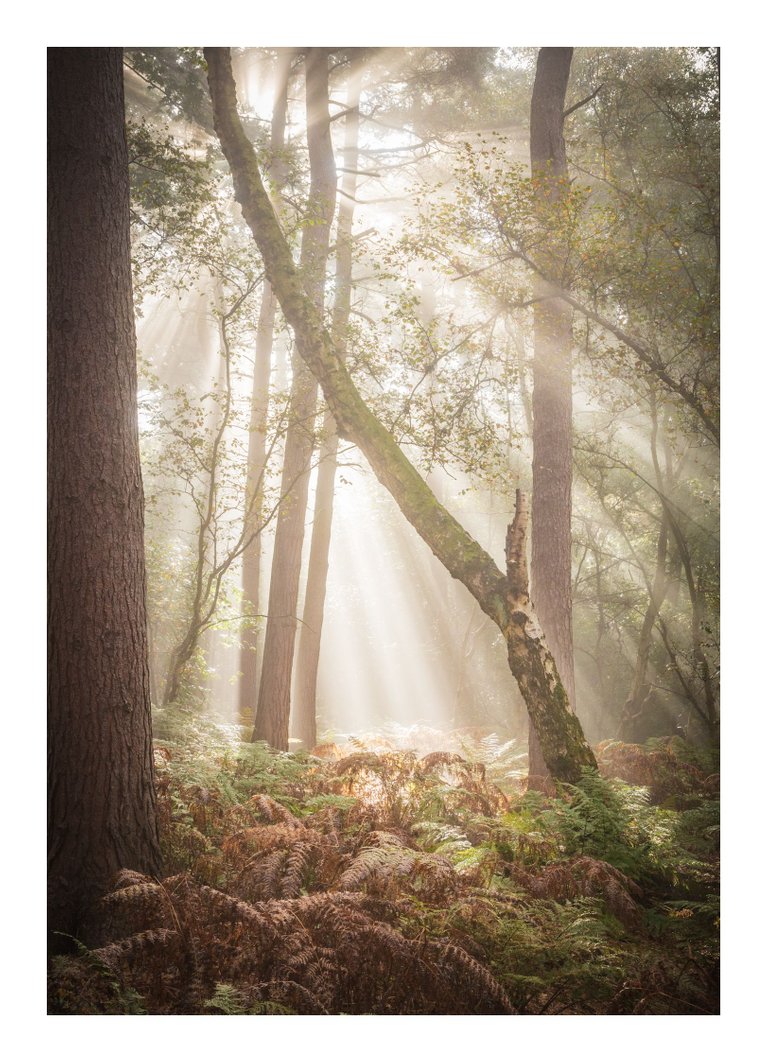 10Beams and Boughs - © Kieran Metcalfe Bdr.jpg