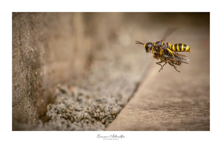 Digger Wasp with Prey - © Kieran Metcalfe BdrSig.jpg