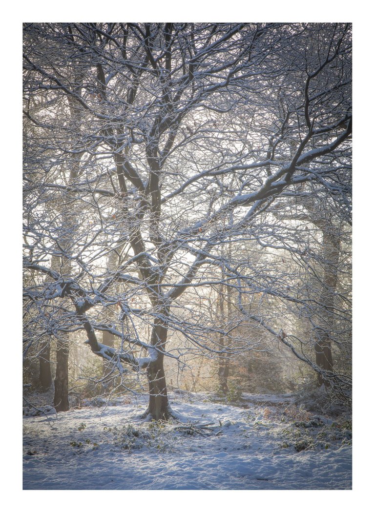 12Beech in Winter Light - © Kieran Metcalfe Bdr.jpg