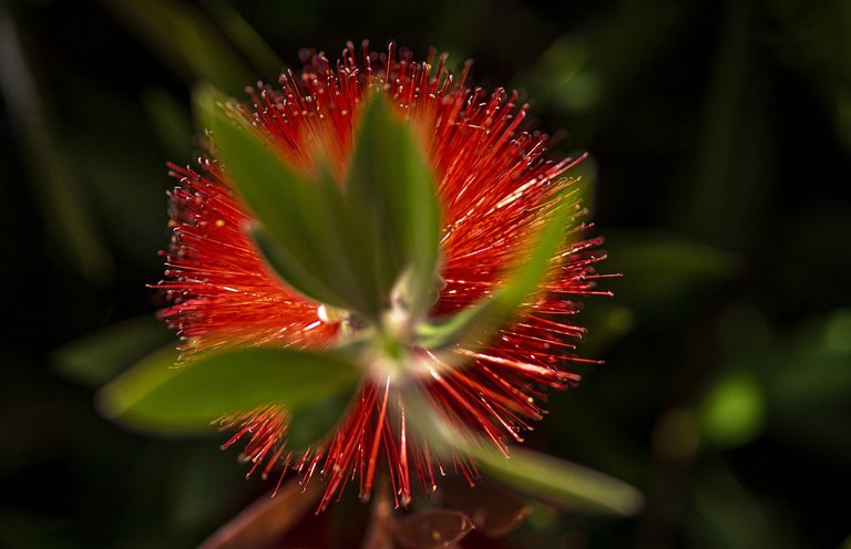 crimson-bottlebrush-ged2bc3522_1280.jpg