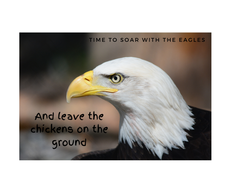 Time to soar with the Eagles.png